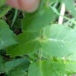 Stellaria aquatica Folha