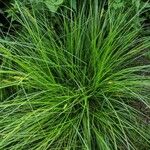 Carex vulpinoidea Leaf