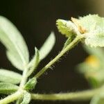 Hymenocarpos circinnatus Fruto