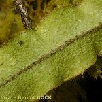 Elaphoglossum hirtum Leaf