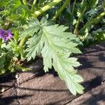 Erodium brachycarpum Levél