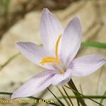 Crocus cambessedesii Квітка