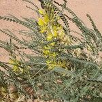 Astragalus gombo