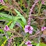 Verbena menthifolia