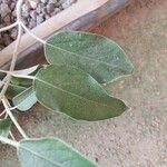 Salvia discolor Hostoa