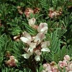 Vicia argentea Vekstform