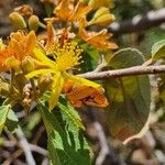 Grewia trichocarpa Virág