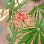 Jatropha multifida Flower