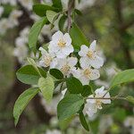 Malus toringo Levél