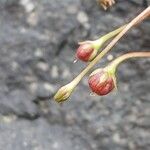 Cymbalaria muralis Fruit