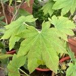 Acer sieboldianum Blad