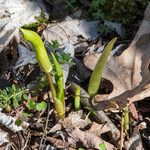 Arisaema triphyllumLehti