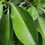 Fagraea berteroana Leaf