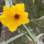 Hibiscus heterophyllus Fuelha