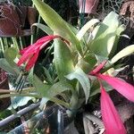 Billbergia nutans Blatt