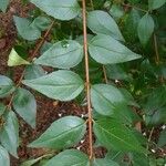 Abelia × grandiflora Lapas