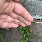 Fimbristylis aestivalis Habit