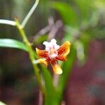 Dendrobium finetianum Flower