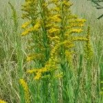 Solidago chilensis অভ্যাস