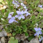 Viola rostrata Habit