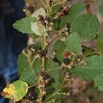 Rubus goniophorus Fruit