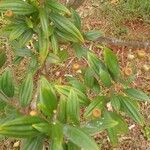 Tibouchina mutabilis ഇല