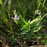 Dianthera americana Flower