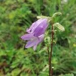 Campanula tracheliumFlower