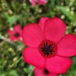 Linum grandiflorumফুল