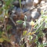 Ononis pusilla Fruto