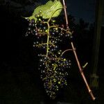 Vitis tiliifolia Fruit