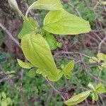 + Pyrocydonia daniellii Leaf