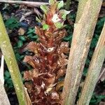 Calathea guzmanioides