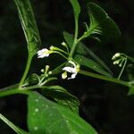 Solanum anguivi Flower