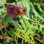 Iris petrana Kvet