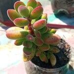 Crassula rogersii Hoja