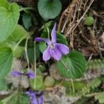 Viola suavis 花
