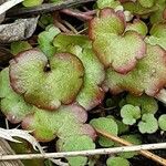 Cymbalaria aequitriloba Leaf