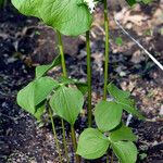 Trillium cernuum Staniste