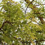 Lannea asymmetrica Leaf