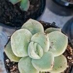 Pachyphytum bracteosum পাতা