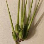 Erodium moschatum Flower