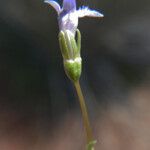 Solenopsis laurentia Flor