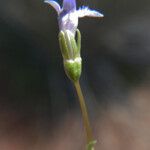 Solenopsis laurentia 花