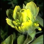 Castilleja occidentalis Kwiat