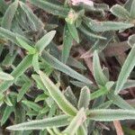 Aspilia mossambicensis পাতা