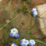 Commelina dianthifolia Кветка