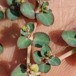 Euphorbia serpens Plod