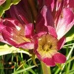 Gentiana pannonica Blüte