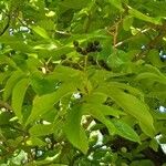 Cornus amomum Blad